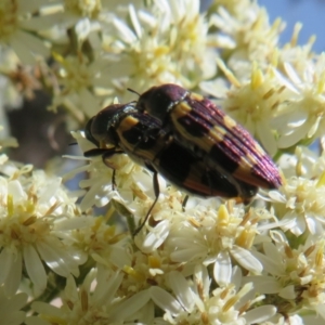 Castiarina interstitialis at Cotter River, ACT - 26 Nov 2022