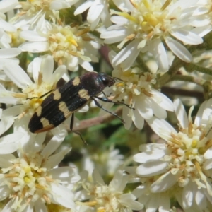 Castiarina interstitialis at Cotter River, ACT - 26 Nov 2022