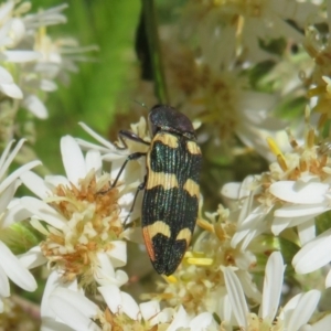 Castiarina interstitialis at Cotter River, ACT - 26 Nov 2022