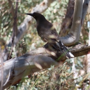 Strepera versicolor at Molonglo Valley, ACT - 26 Nov 2022