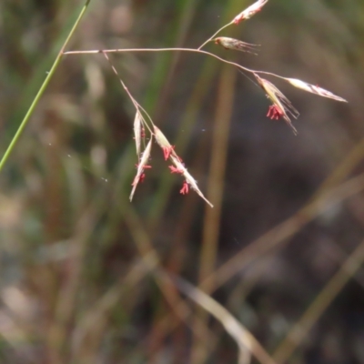 Rytidosperma pallidum (Red-anther Wallaby Grass) at Black Mountain - 26 Nov 2022 by MatthewFrawley