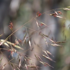 Rytidosperma pallidum at Molonglo Valley, ACT - 26 Nov 2022