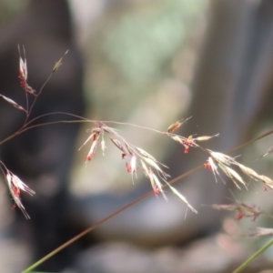 Rytidosperma pallidum at Molonglo Valley, ACT - 26 Nov 2022