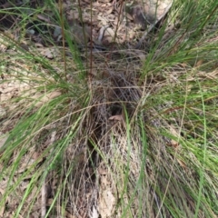 Rytidosperma pallidum at Molonglo Valley, ACT - 26 Nov 2022