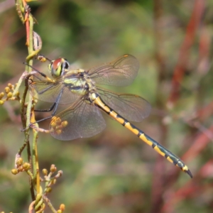 Hemicordulia tau at Molonglo Valley, ACT - 26 Nov 2022