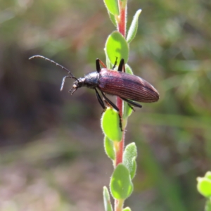 Homotrysis cisteloides at Molonglo Valley, ACT - 26 Nov 2022