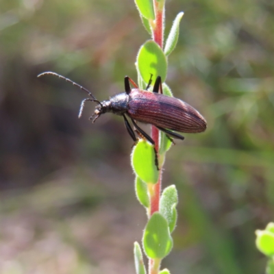 Homotrysis cisteloides (Darkling beetle) at Molonglo Valley, ACT - 26 Nov 2022 by MatthewFrawley