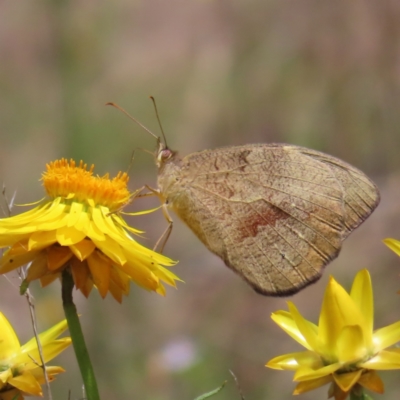 Heteronympha merope (Common Brown Butterfly) at Black Mountain - 26 Nov 2022 by MatthewFrawley