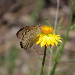 Heteronympha merope at Molonglo Valley, ACT - 26 Nov 2022