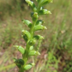 Microtis unifolia (Common Onion Orchid) at Black Mountain - 26 Nov 2022 by MatthewFrawley