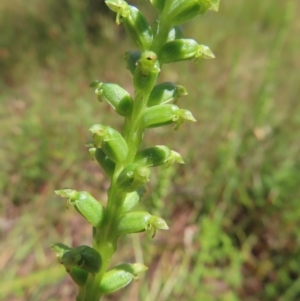 Microtis unifolia at Molonglo Valley, ACT - suppressed