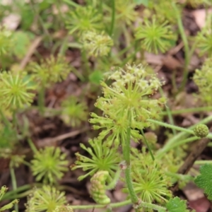 Hydrocotyle laxiflora at Molonglo Valley, ACT - 26 Nov 2022