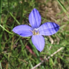 Wahlenbergia stricta subsp. stricta (Tall Bluebell) at Mount Ainslie - 26 Nov 2022 by MatthewFrawley