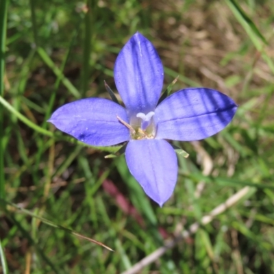 Wahlenbergia stricta subsp. stricta (Tall Bluebell) at Mount Ainslie - 26 Nov 2022 by MatthewFrawley