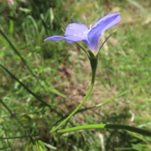 Wahlenbergia stricta subsp. stricta at Campbell, ACT - 26 Nov 2022