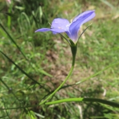 Wahlenbergia stricta subsp. stricta at Campbell, ACT - 26 Nov 2022