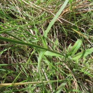 Wahlenbergia stricta subsp. stricta at Campbell, ACT - 26 Nov 2022