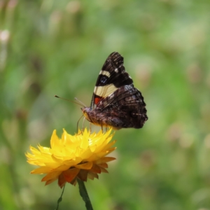 Vanessa itea at Campbell, ACT - 26 Nov 2022