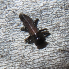 Chrysomelidae sp. (family) (Unidentified Leaf Beetle) at Namadgi National Park - 25 Nov 2022 by Christine