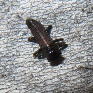 Chrysomelidae sp. (family) at Cotter River, ACT - 26 Nov 2022