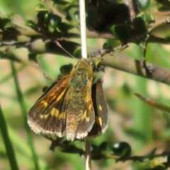 Taractrocera papyria (White-banded Grass-dart) at Cotter River, ACT - 26 Nov 2022 by Christine