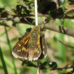 Taractrocera papyria (White-banded Grass-dart) at Cotter River, ACT - 25 Nov 2022 by Christine