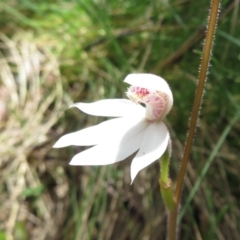 Caladenia alpina (Mountain Caps) at Cotter River, ACT - 25 Nov 2022 by Christine