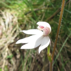 Caladenia alpina at Cotter River, ACT - suppressed