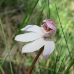 Caladenia alpina at Cotter River, ACT - suppressed