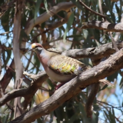 Phaps chalcoptera (Common Bronzewing) at Mount Ainslie - 26 Nov 2022 by MatthewFrawley