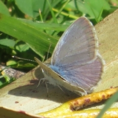 Zizina otis (Common Grass-Blue) at Bimberi Nature Reserve - 25 Nov 2022 by Christine