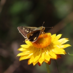 Trapezites luteus (Yellow Ochre, Rare White-spot Skipper) at Mount Ainslie - 26 Nov 2022 by MatthewFrawley