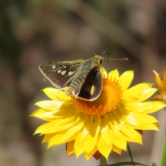 Trapezites luteus at Campbell, ACT - 26 Nov 2022