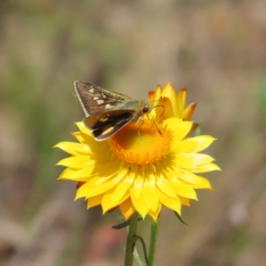 Trapezites luteus at Campbell, ACT - 26 Nov 2022 02:02 PM