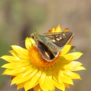 Trapezites luteus at Campbell, ACT - 26 Nov 2022