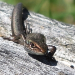 Pseudemoia entrecasteauxii (Woodland Tussock-skink) at Brindabella, NSW - 26 Nov 2022 by Christine