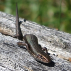 Pseudemoia entrecasteauxii at Brindabella, NSW - 26 Nov 2022