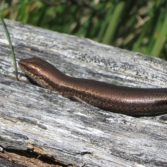 Pseudemoia entrecasteauxii at Brindabella, NSW - 26 Nov 2022