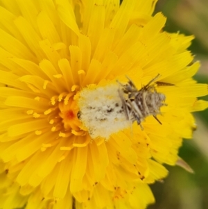 Heliocosma argyroleuca at Jerrabomberra, ACT - 27 Nov 2022