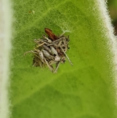 Heliocosma argyroleuca at Jerrabomberra, ACT - 27 Nov 2022