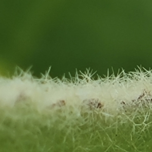 Heliocosma argyroleuca at Jerrabomberra, ACT - 27 Nov 2022