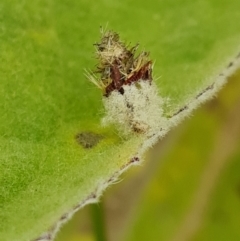 Heliocosma argyroleuca at Jerrabomberra, ACT - 27 Nov 2022