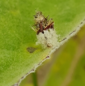 Heliocosma argyroleuca at Jerrabomberra, ACT - 27 Nov 2022