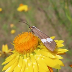 Nyctemera amicus (Senecio Moth, Magpie Moth, Cineraria Moth) at Campbell, ACT - 26 Nov 2022 by MatthewFrawley