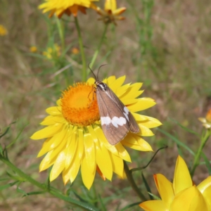 Nyctemera amicus at Campbell, ACT - 26 Nov 2022