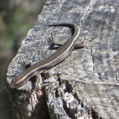 Pseudemoia spenceri (Spencer's Skink) at Namadgi National Park - 25 Nov 2022 by Christine