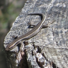 Pseudemoia spenceri (Spencer's Skink) at Cotter River, ACT - 25 Nov 2022 by Christine