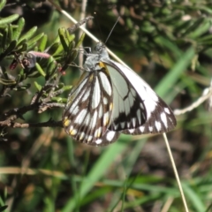 Belenois java (Caper White) at Cotter River, ACT - 26 Nov 2022 by Christine