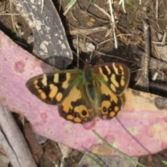 Argynnina cyrila (Forest Brown, Cyril's Brown) at Cotter River, ACT - 26 Nov 2022 by Christine