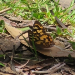 Argynnina cyrila at Cotter River, ACT - 26 Nov 2022 10:52 AM